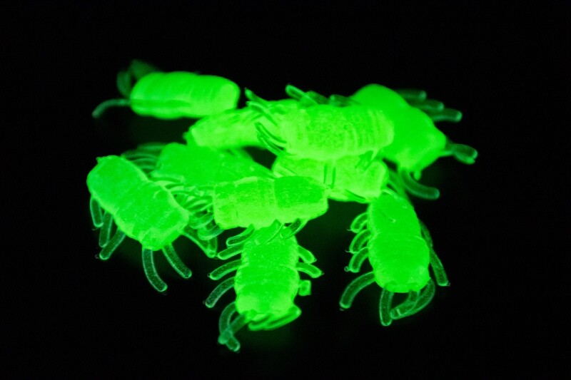Ice Bugs - Natural Glow