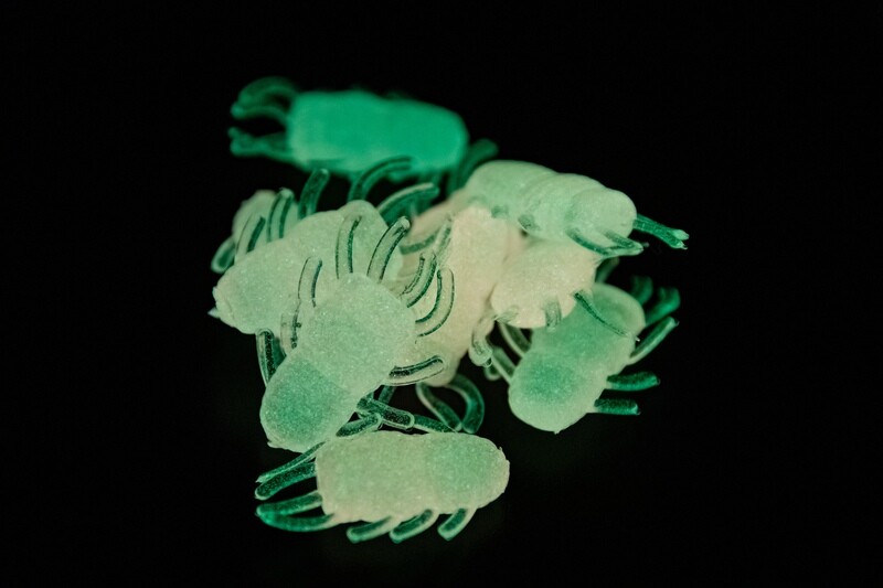 Ice Bugs - Pink/Glow