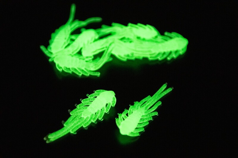 Scud Bug's - Natural Glow