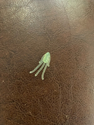 Mustache Bugs