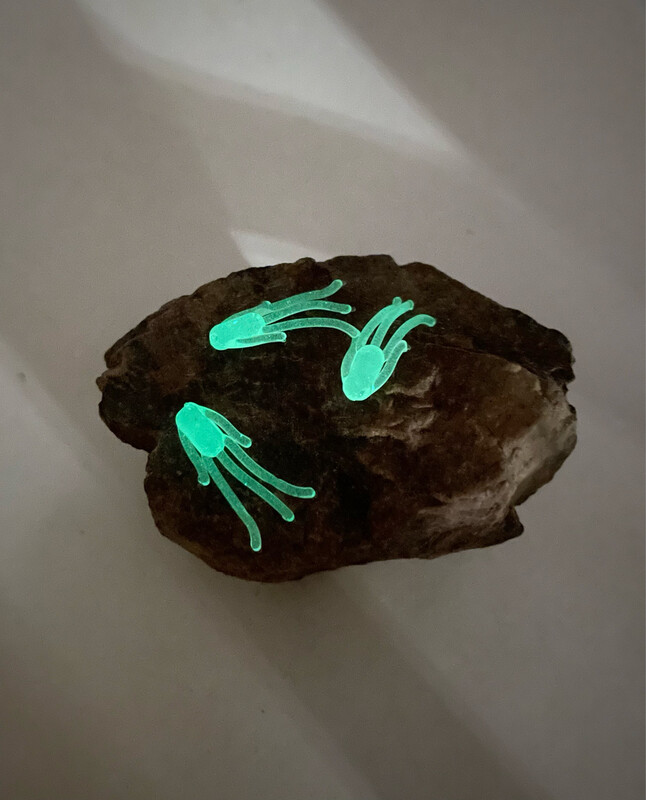 Mustache Bug- Natural Glow