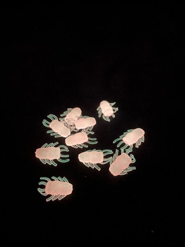 Ice Bugs Hot Pink Glow
