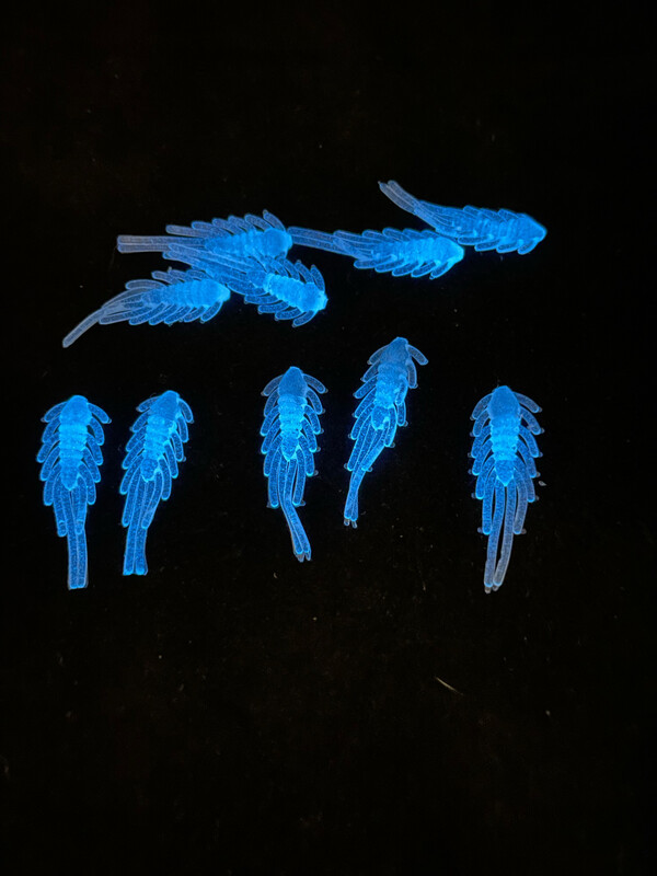 Scud Bugs - Blue Glow