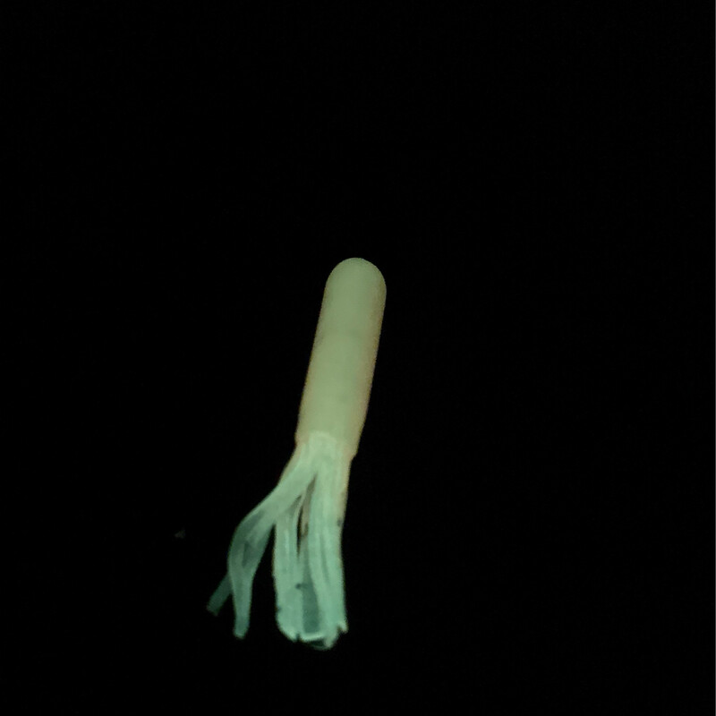 3.75” Glow Tube Orange /white