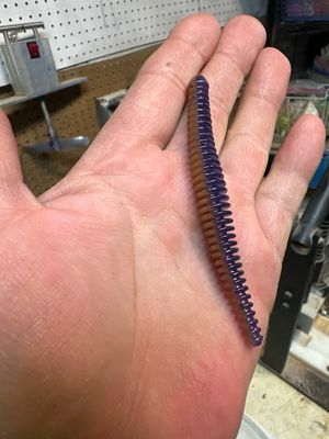 Worms
