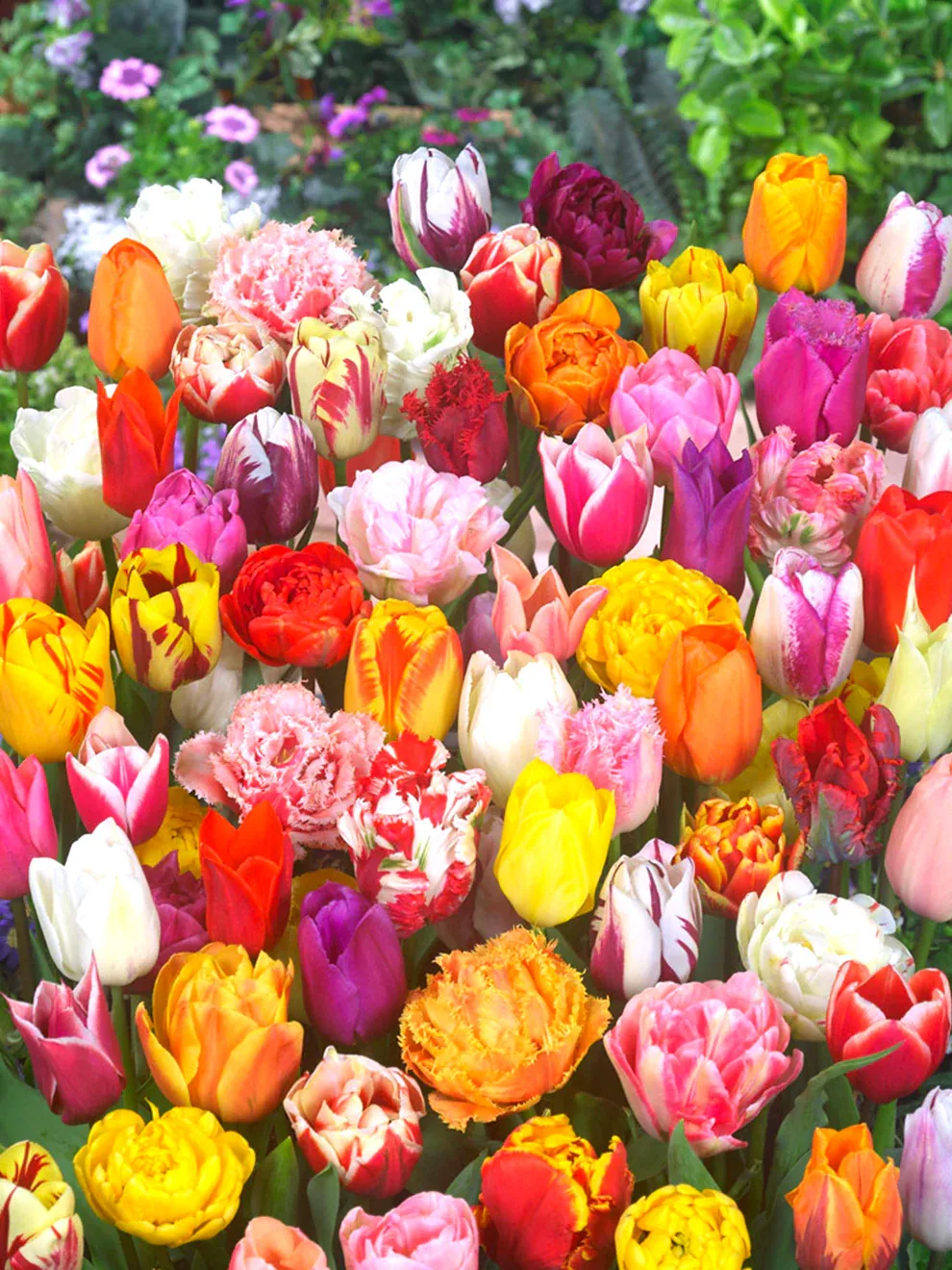 Pre-Buy: Eternal Spring Tulip Mix- 5 pack