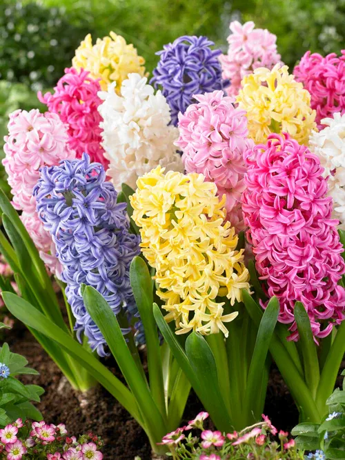 Pre-Buy: Hyacinth Empire State Mix- 5 pack