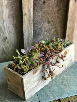 Hardy succulent planter - 12 inch