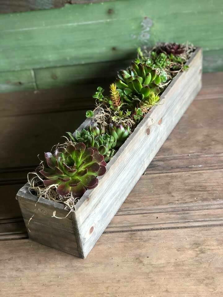 Hardy succulent planter - 18 inch