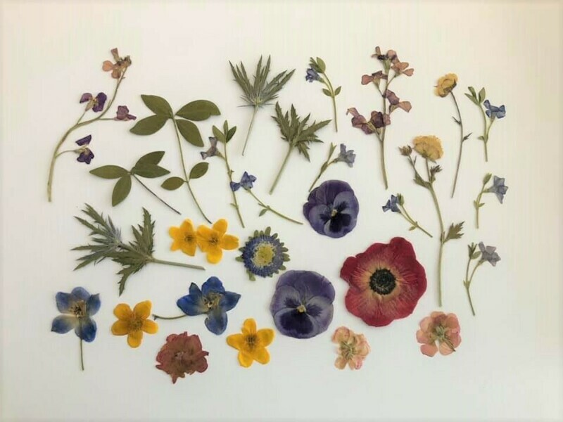 Pressed Flower Kit: Summer Brights Pressed Flower Kit: Summer Brights
