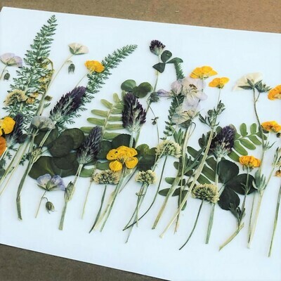 Pressed Flower Kit: Woodland Wildflowers Pressed Flower Kit: Woodland Wildflowers