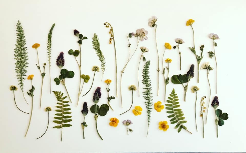 Assorted pressed flowers & foliage - 100+