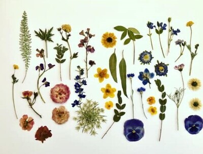 Assorted pressed flowers & foliage - 50+