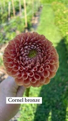 Cornel Bronze dahlia