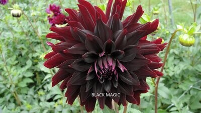 Black Magic dahlia