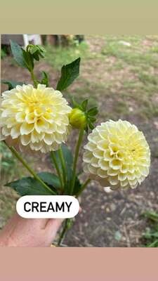 Creamy dahlia