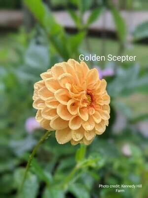 Golden Scepter dahlia