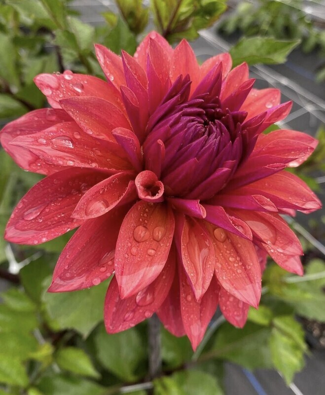 May 3, 2026: 3rd annual DAHLIA TUBER SWAP!