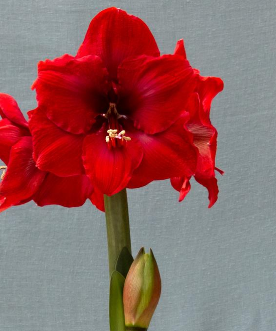 Amaryllis "Merry Christmas"
