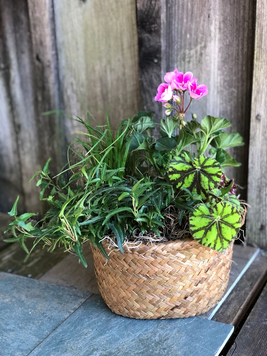 Indoor plant garden