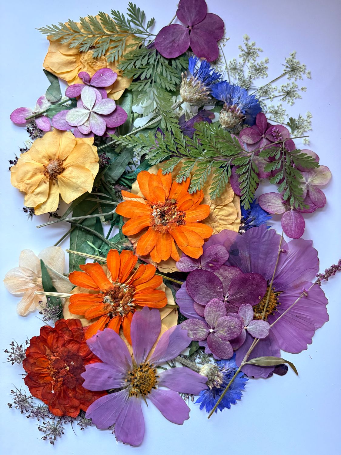 Assorted pressed flowers & foliage - 100+