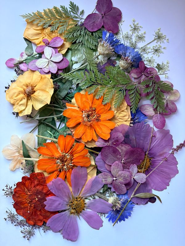 Assorted pressed flowers & foliage - 100+