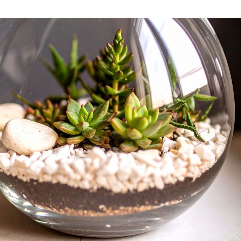 August 16, 2026: Succulent Planter Workshop August 16, 2026: Succulent Planter Workshop