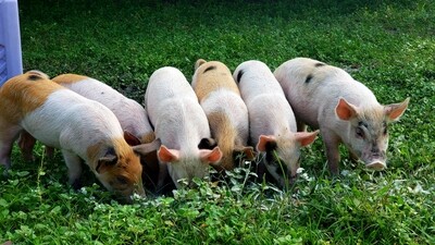 Pasture raised pig deposit