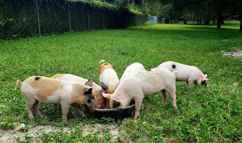 Pasture raised pig deposit