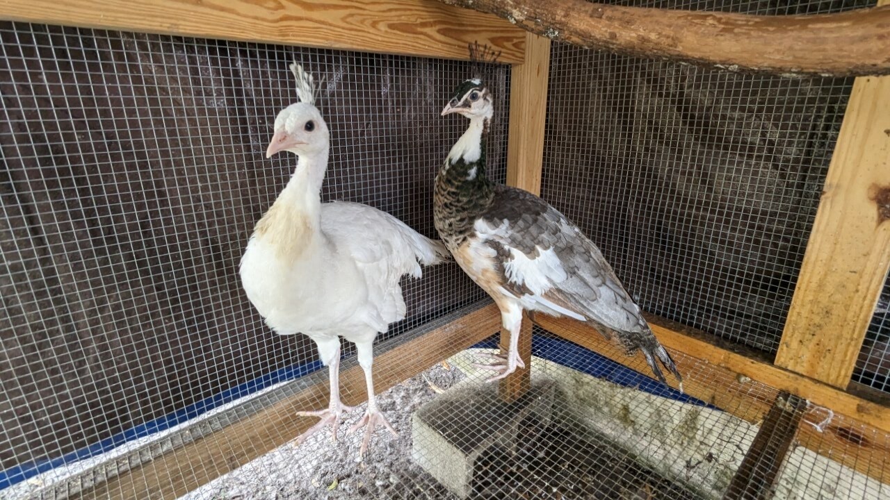 Peafowl pair
