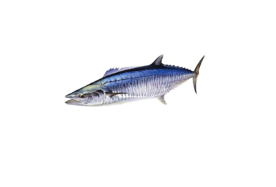 Spanish Mackerel 21/22 Allow up to 24 hours for supply)