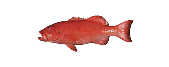 Coral Trout 2022/23 for more than 700Kg - please contact Rob on 0427 373 844