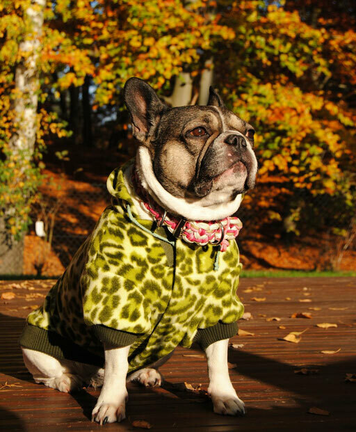 Fleecejacke/ Pullover AUSLAUFARTIKEL