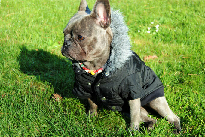 Hundejacke black Polar %%%%%%%%%%%%%%