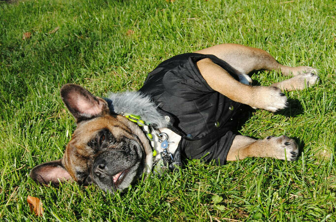 Hundejacke black Polar %%%%%%%%%%%%%%, Größe: 38cm