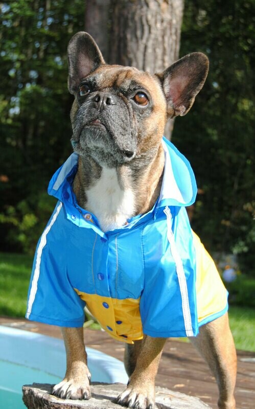 Flamingo Hunde Regenmantel Sport mit Fleece