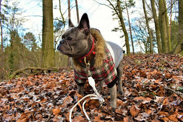 Hundemantel scottisch