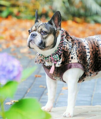 Hundemantel Supersoft Leo