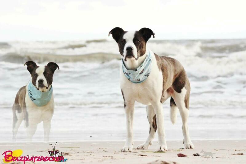 Hundehalstuch/ Dreieckstuch / Bandana