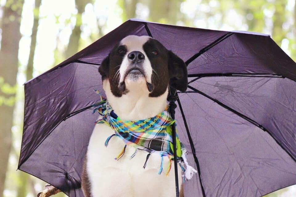 Palipimp Tücher / Hundehalstuch / Bandana