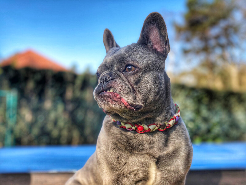EM-Kette Fiona red / EM-Keramikketten / EM-Keramik Halsband gegen Zecken