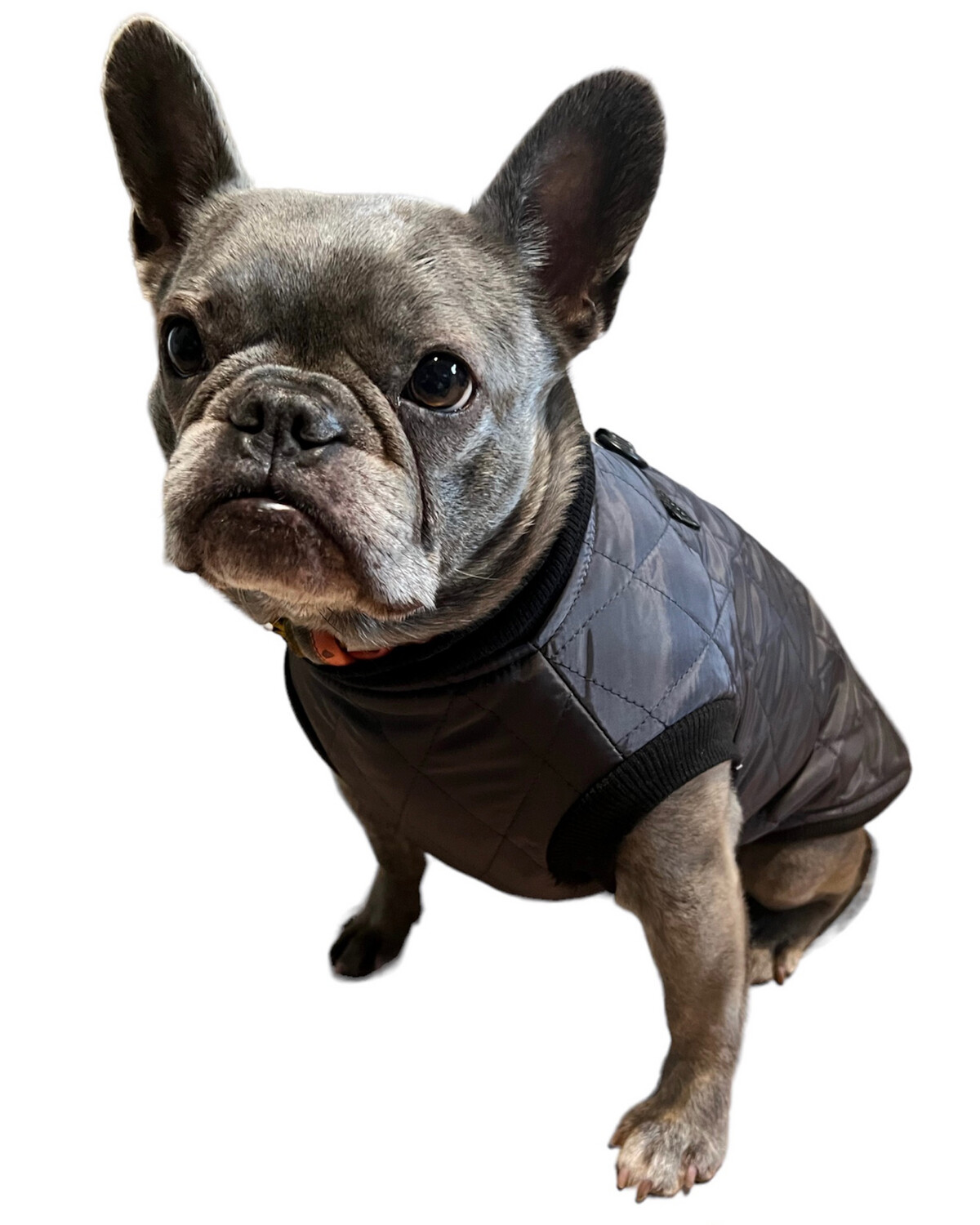 hundemantel kleine hunde Kuscheliger Fleece Hundemantel fr kleine Hunde in braun