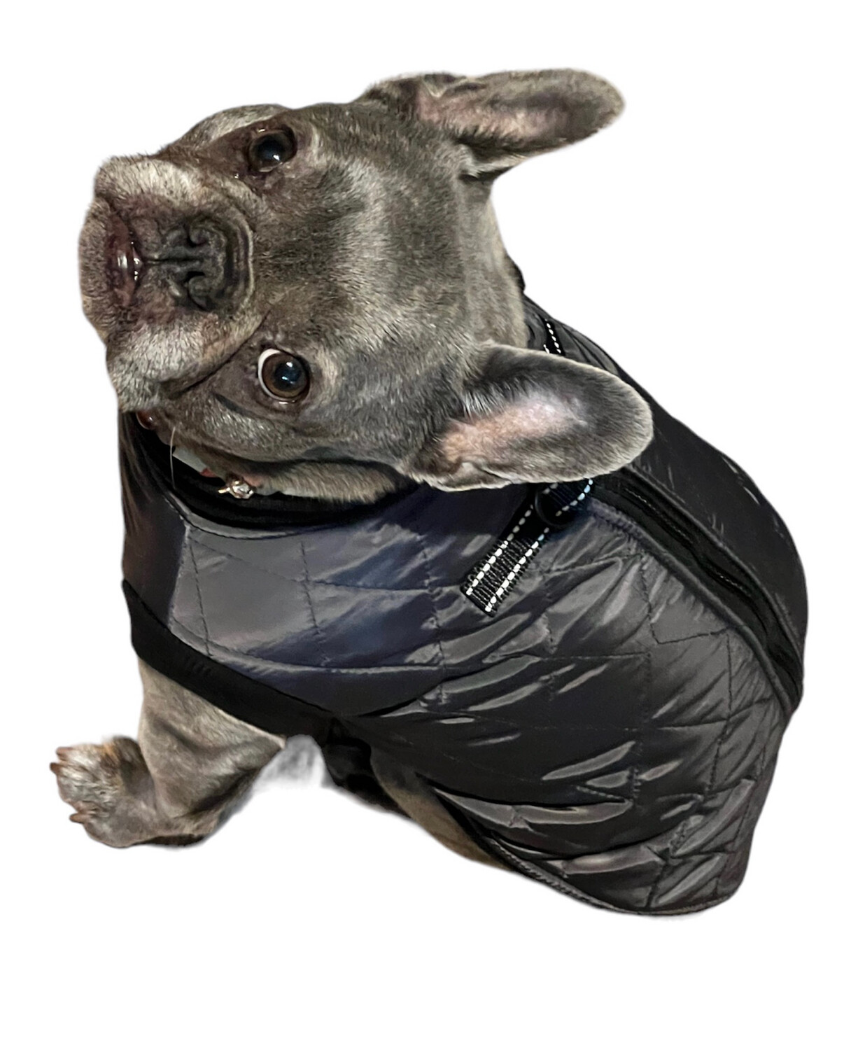 hundebett unterwegs Bluzelle TravelBuddy – Hunde Autositz mit Gurt & Komfort main image 0