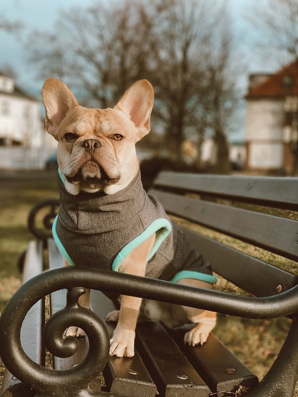 Softshelljacke/ Softshellhoodie Softshelljacke/ Softshellhoodie