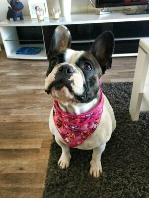 Aqua Coolkeeper Cooling Pet Bandana Kühlhalsband mit Tuch