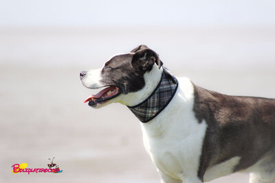 Aqua Coolkeeper Cooling Collar Kühlhalsband