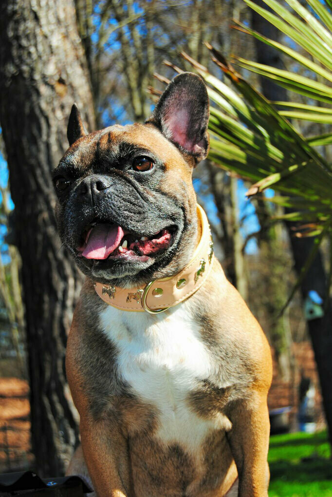 Lederhalsband mit Nieten Franzsische Bulldogge
