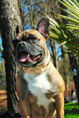Lederhalsband mit Nieten Französische Bulldogge