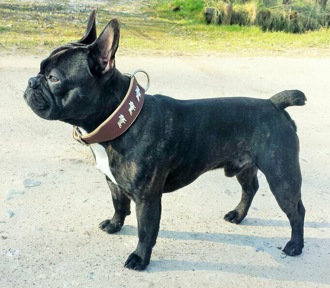 Lederhalsband mit Nieten Franzsische Bulldogge