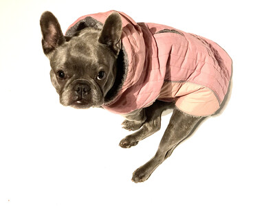 Hundemantel Bully-Style